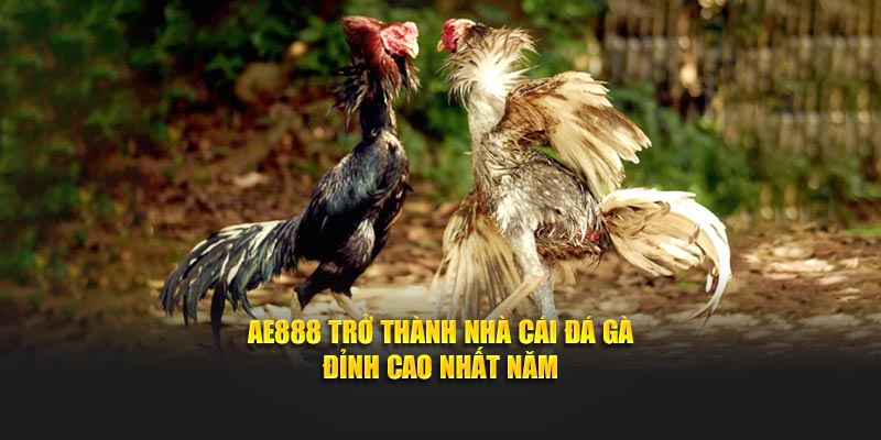 AE888 trở thành nhà cái đá gà đỉnh cao nhất năm