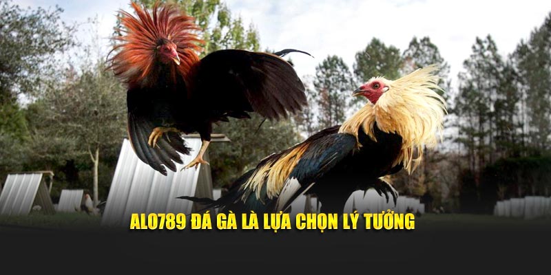 Alo789 đá gà là lựa chọn lý tưởng