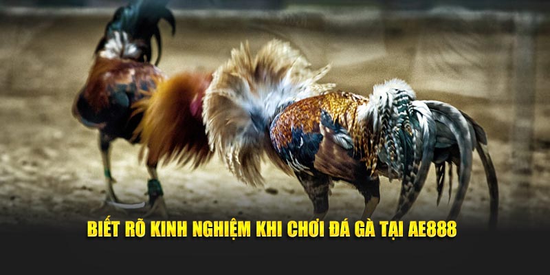 Biết rõ kinh nghiệm khi chơi đá gà tại AE888