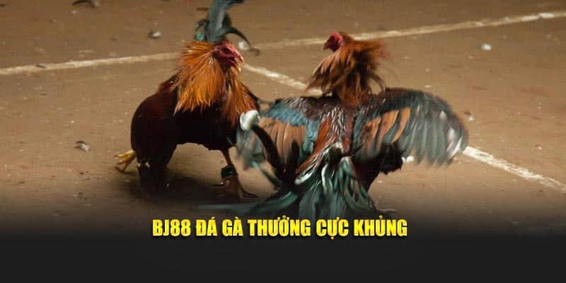 BJ88 đá gà thưởng cực khủng