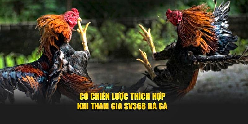 Có chiến lược thích hợp khi tham gia SV368 đá gà