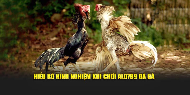 Hiểu rõ kinh nghiệm khi chơi Alo789 đá gà