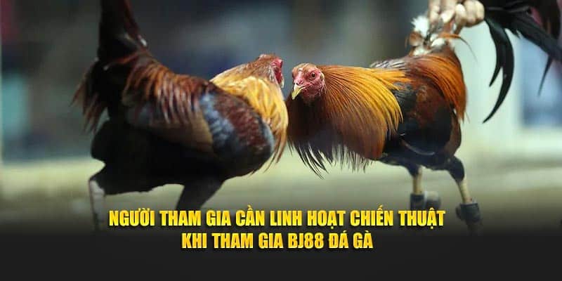 Người tham gia cần linh hoạt chiến thuật khi tham gia BJ88 đá gà
