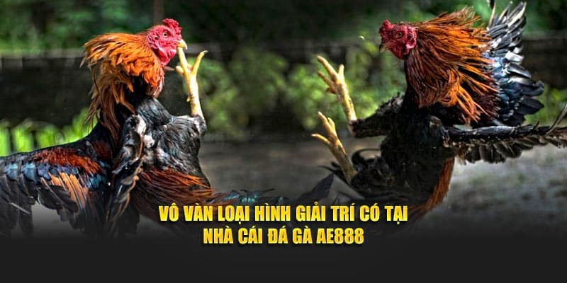 Vô vàn loại hình giải trí có tại nhà cái đá gà AE888